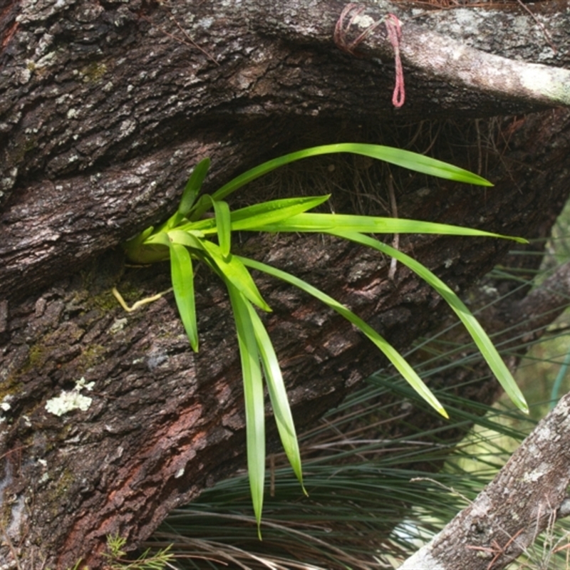 Cymbidium sp.