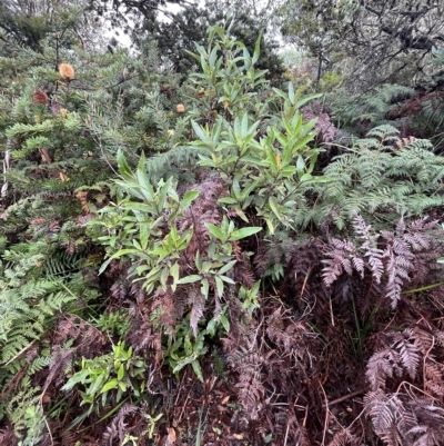 Olearia viscosa