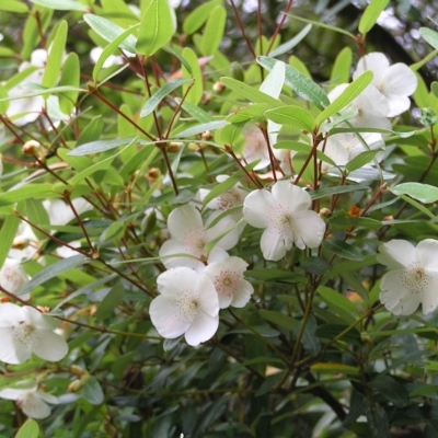 Eucryphia lucida