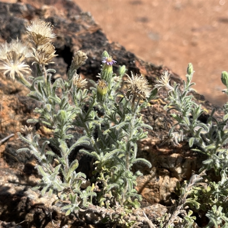 Vittadinia megacephala