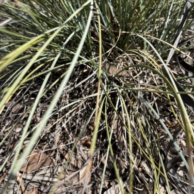 Lomandra effusa