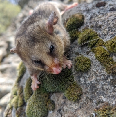 Burramys parvus