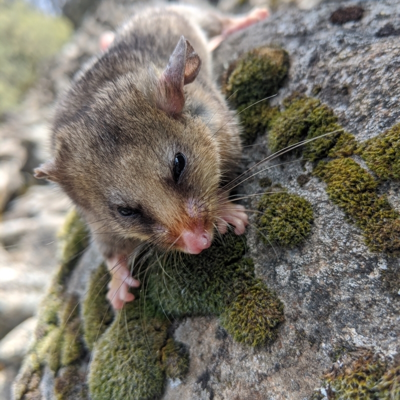 Burramys parvus