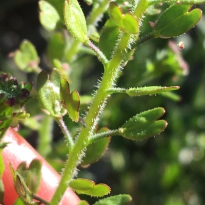 Lepidium oxytrichum