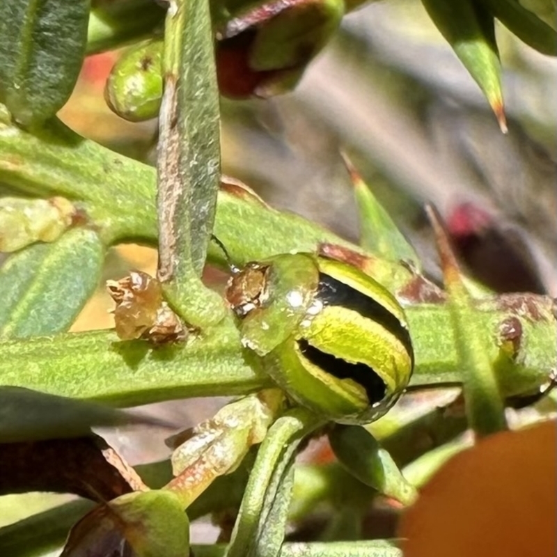 Peltoschema lepida