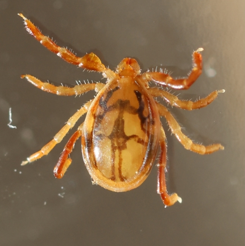 Ixodes sp. (genus)