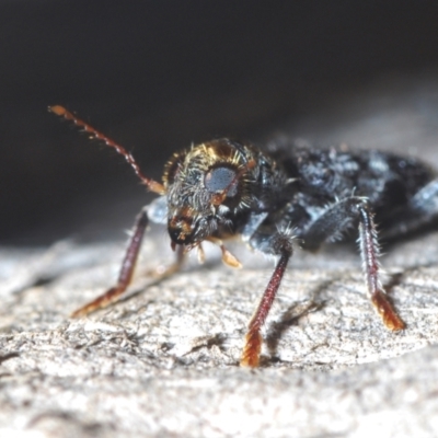 Stigmatium victoriae