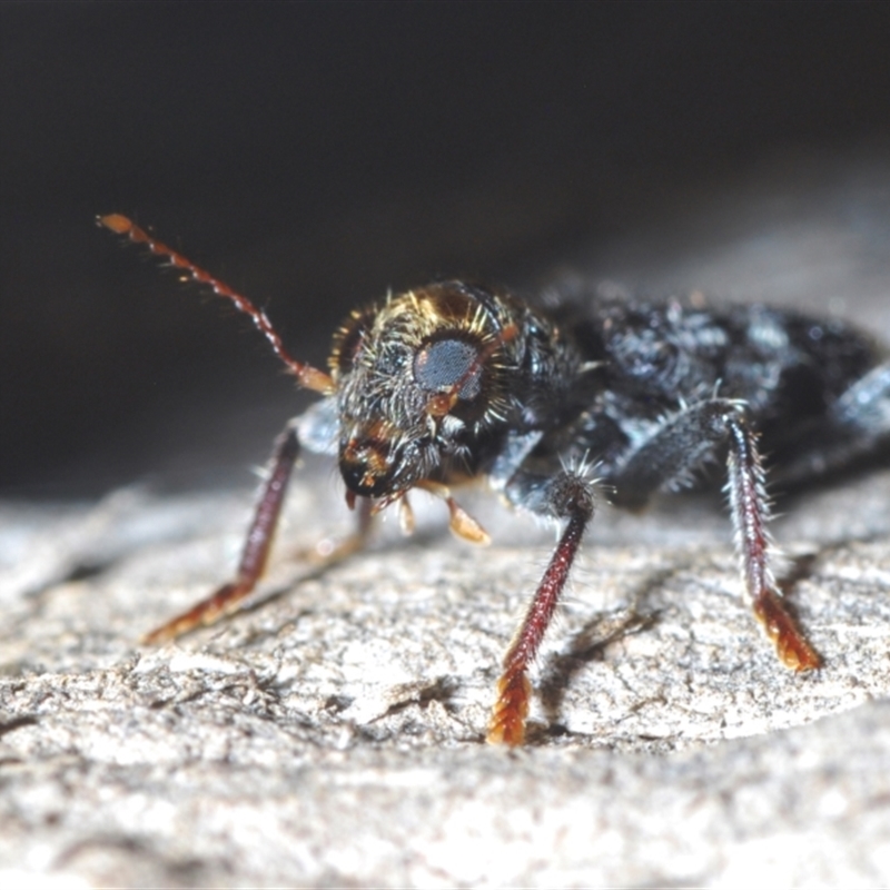 Stigmatium victoriae