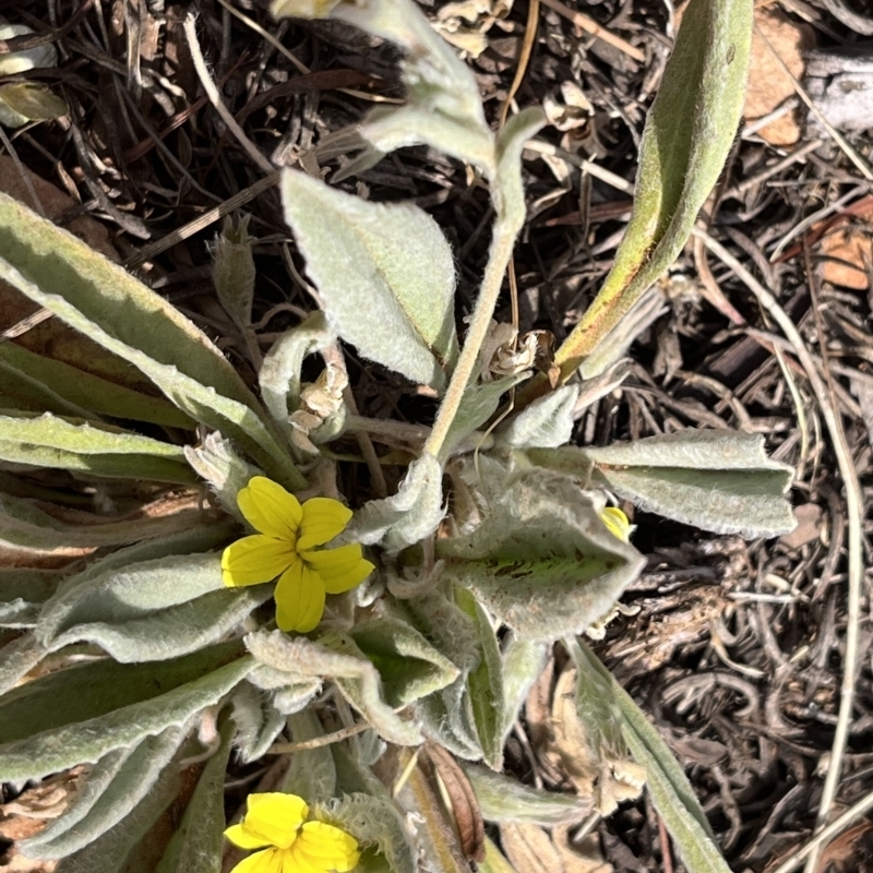 Goodenia robusta