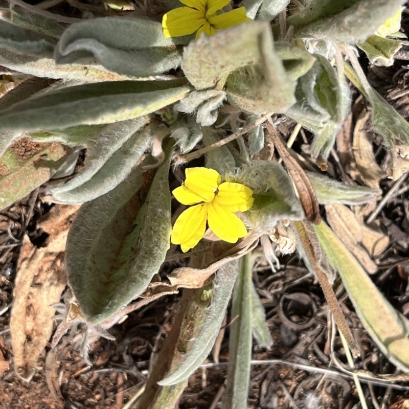 Goodenia robusta