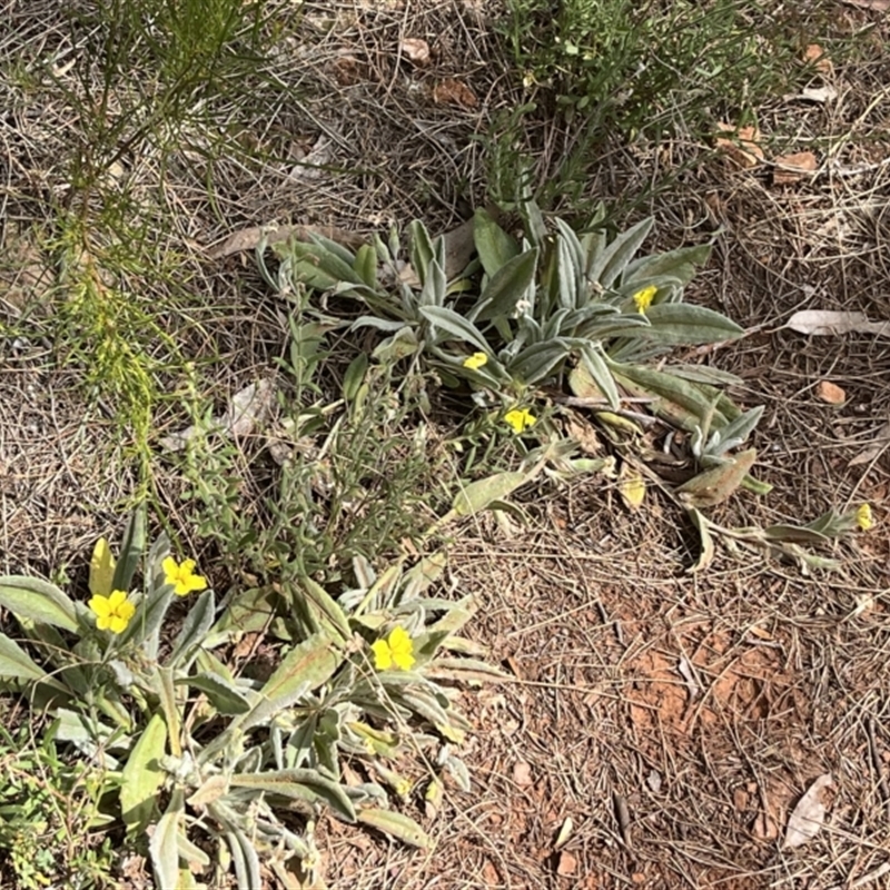 Goodenia robusta