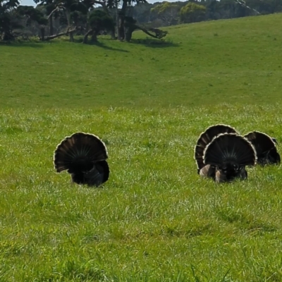 Meleagris gallopavo