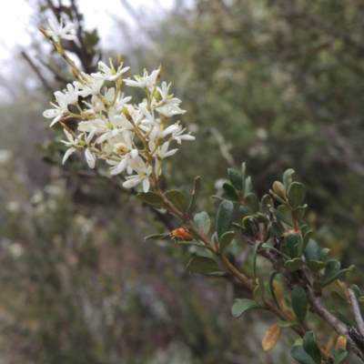 Bursaria spinosa