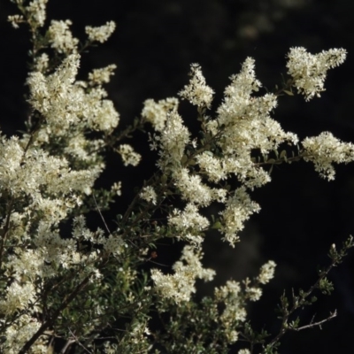 Bursaria spinosa