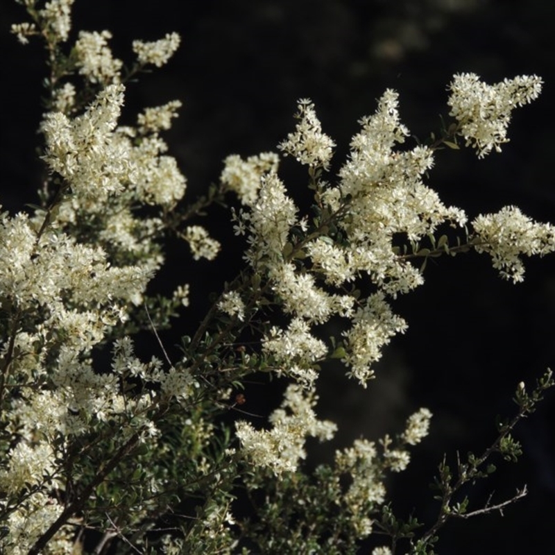 Bursaria spinosa