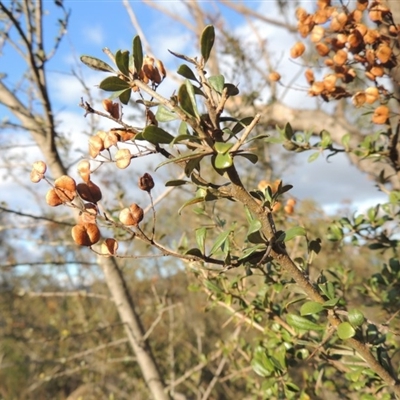 Bursaria spinosa