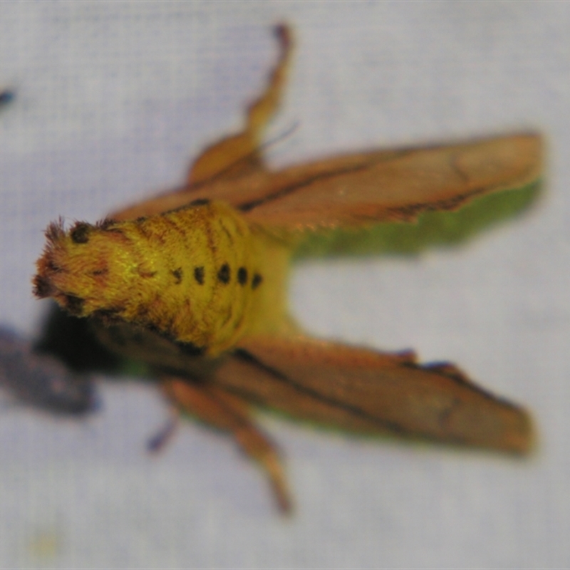 Anaxidia lozogramma