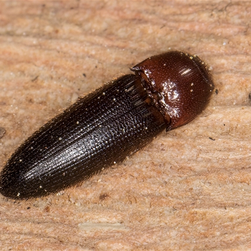 Hapatesus sp. (genus)