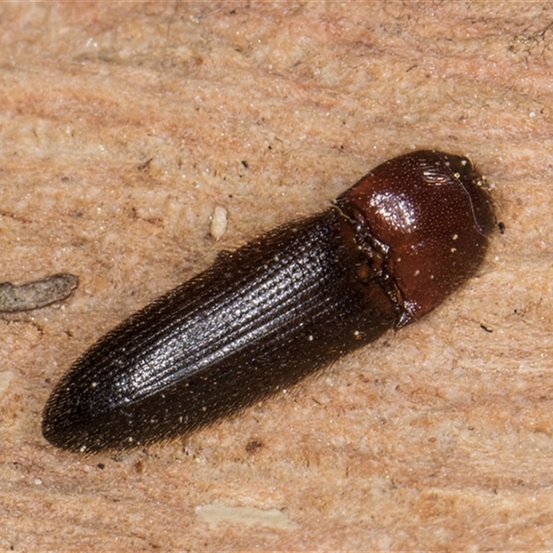 Hapatesus sp. (genus)