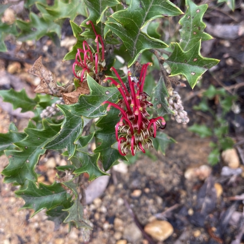 Grevillea aquifolium