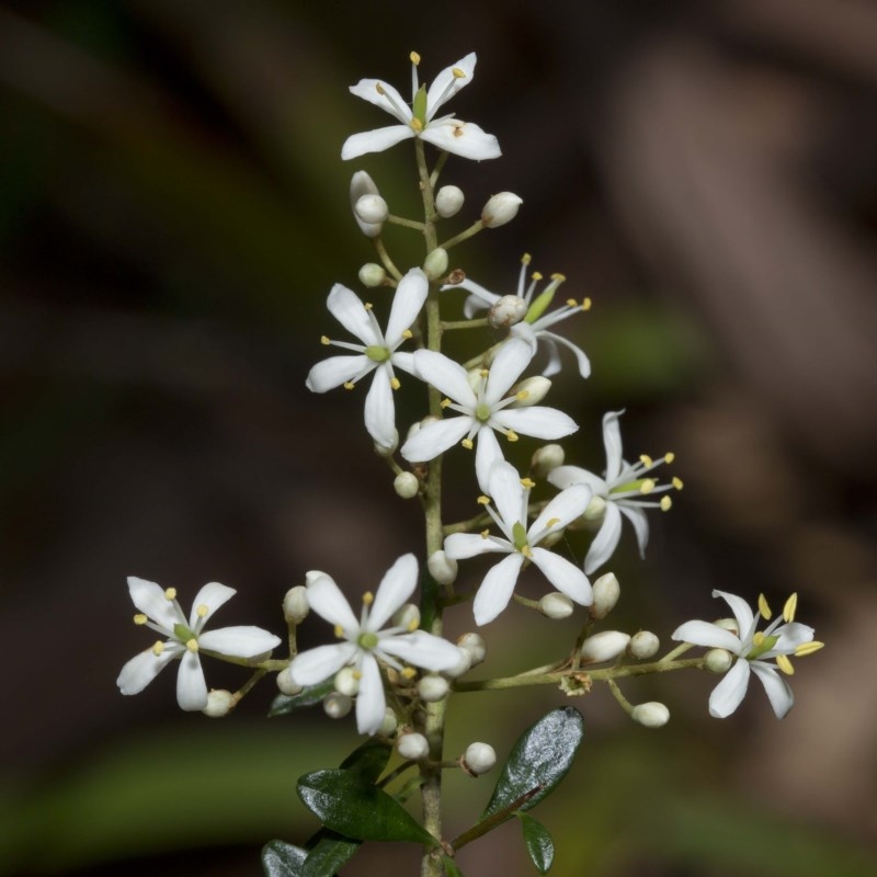 Bursaria spinosa subsp. lasiophylla