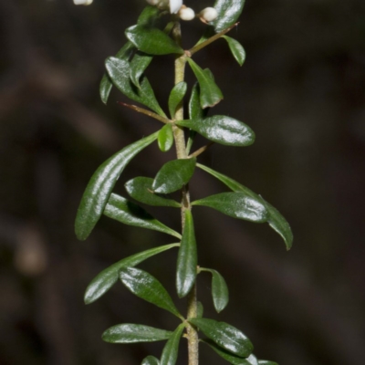 Bursaria spinosa subsp. lasiophylla