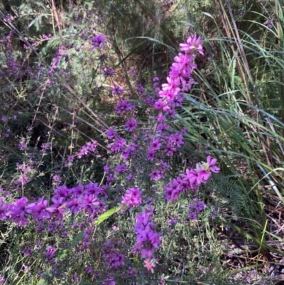 Bauera sessiliflora