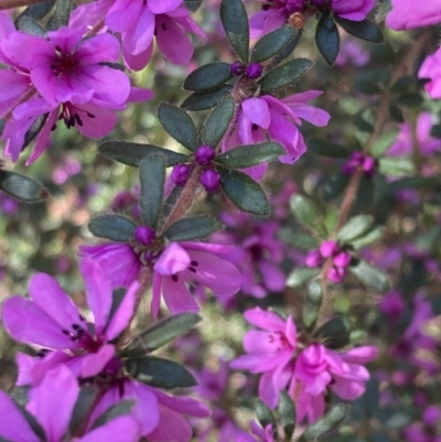 Bauera sessiliflora