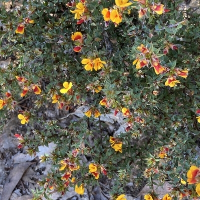 Pultenaea costata