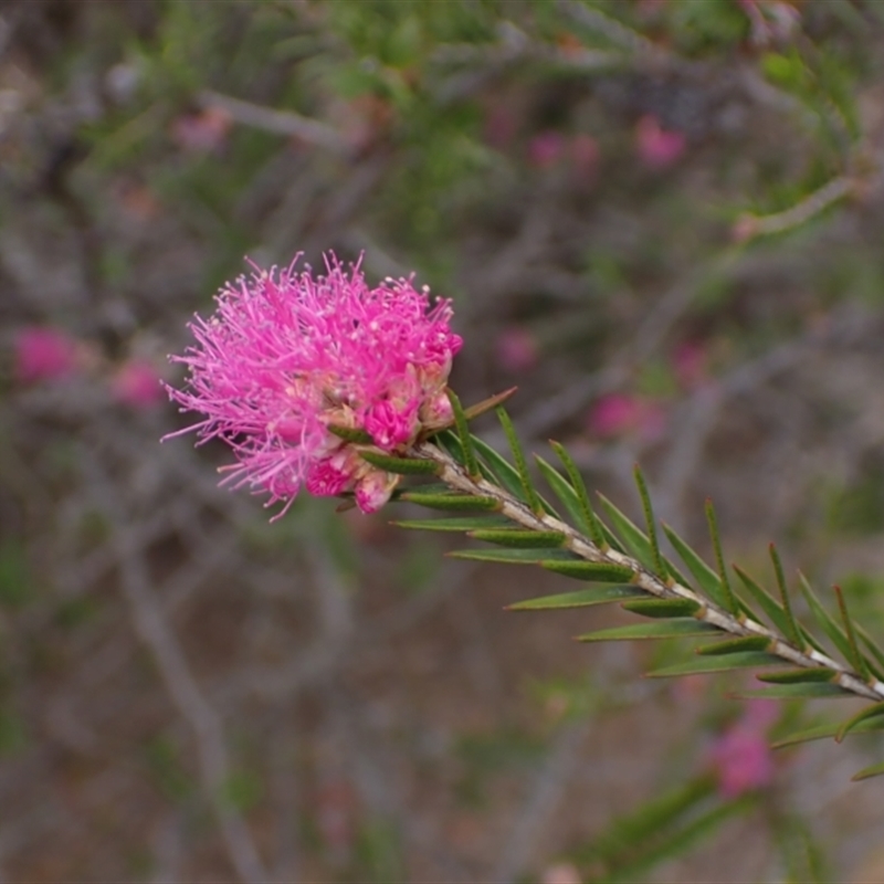 Melaleuca wilsonii