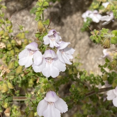 Prostanthera arapilensis