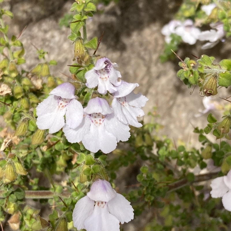 Prostanthera arapilensis