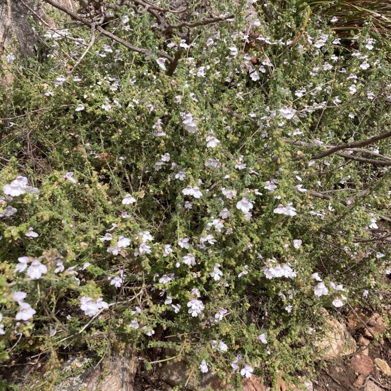 Prostanthera arapilensis