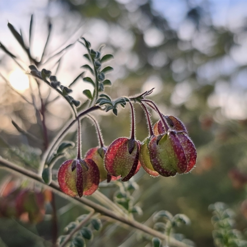 Dodonaea pinnata