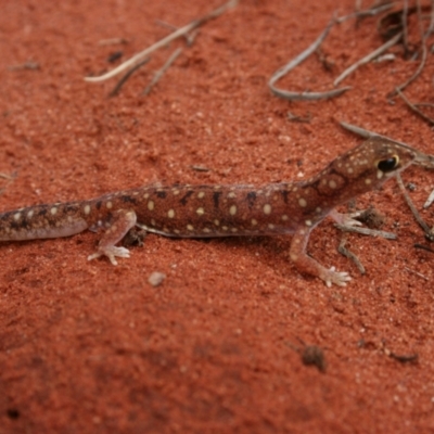 Rhynchoedura ornata