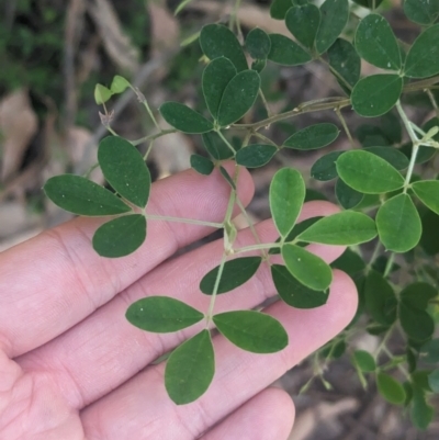 Goodia pubescens