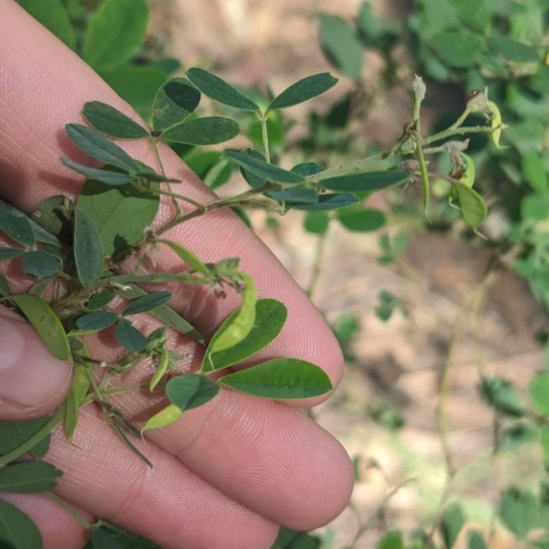 Goodia pubescens