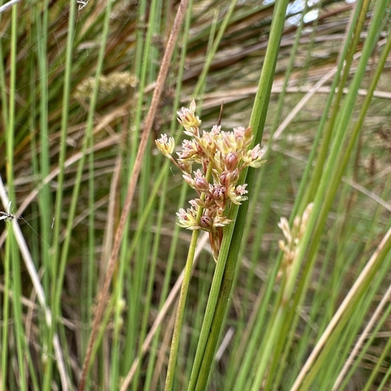 Glyphipterix palaeomorpha