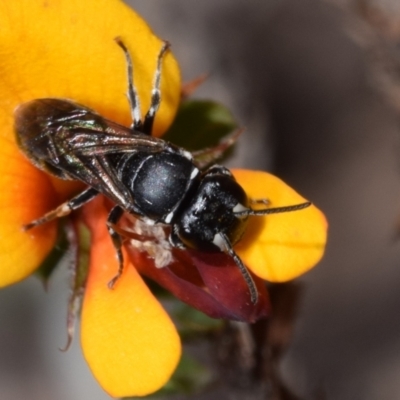 Hylaeus (Gnathoprosopoides) philoleucus