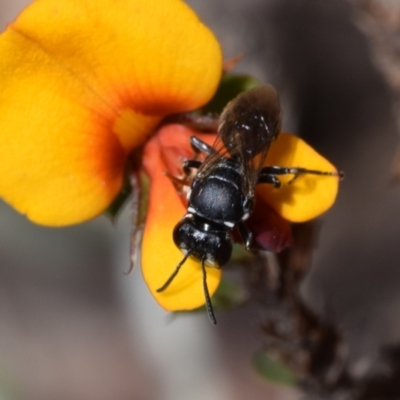 Hylaeus (Gnathoprosopoides) philoleucus