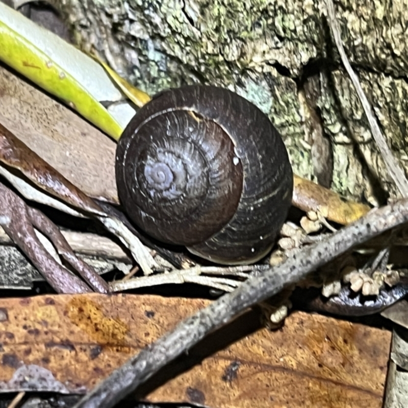 Ponderconcha morosa