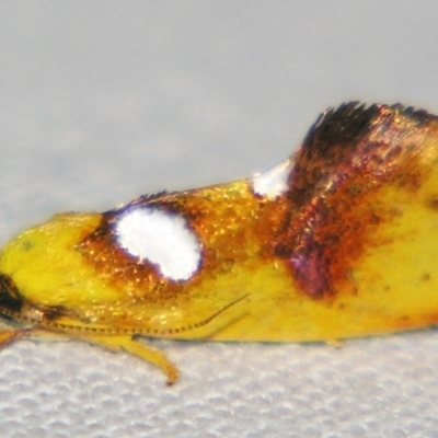 Aristeis hepialella