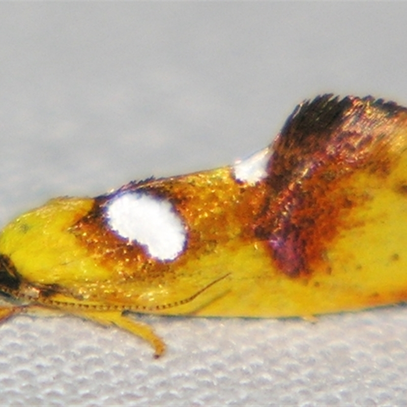 Aristeis hepialella