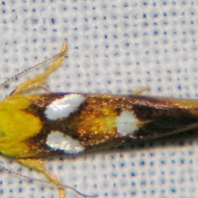 Aristeis hepialella