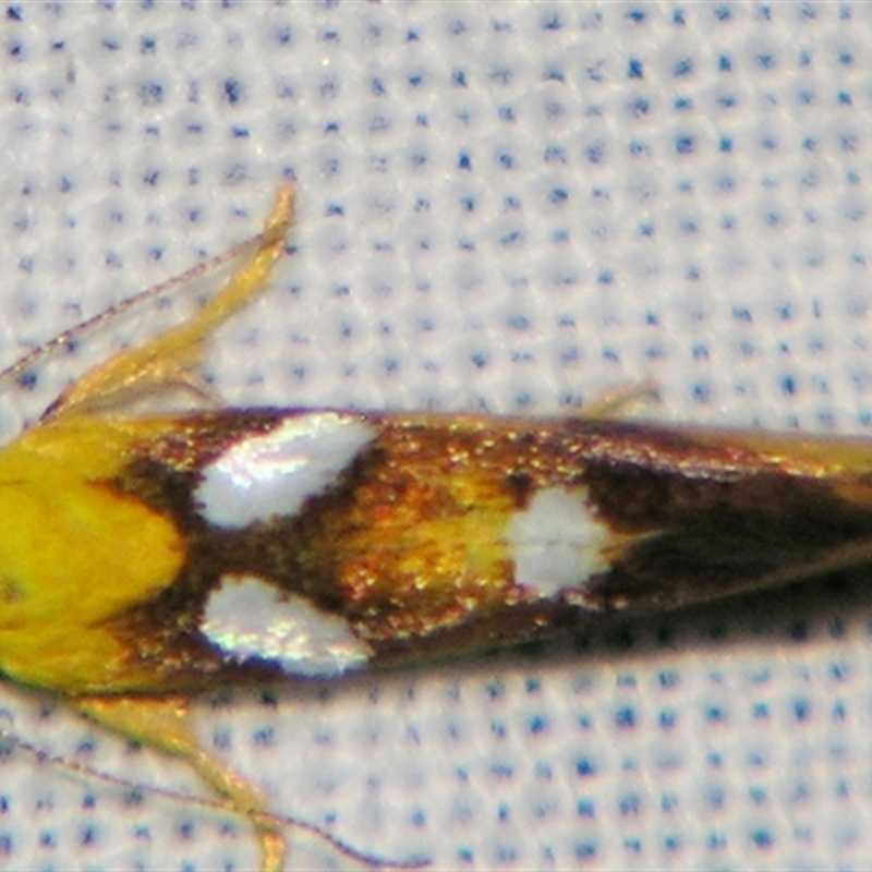 Aristeis hepialella