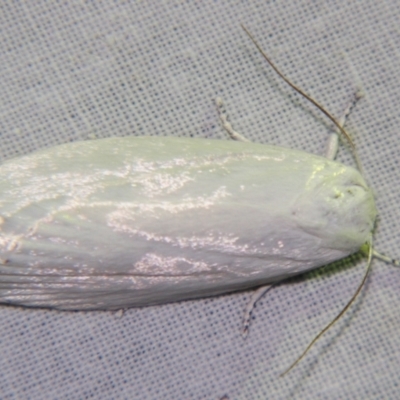 Cryptophasa pultenae