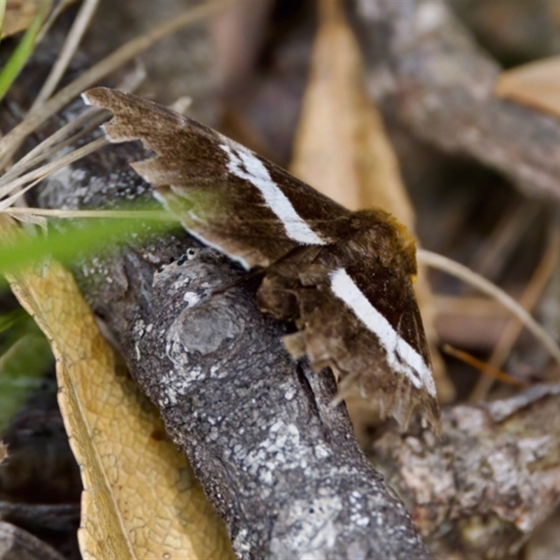 Buzara frontinus