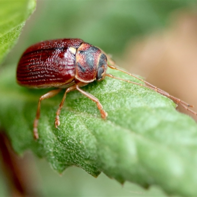 Cadmus (Cadmus) strigillatus