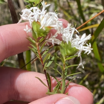 Pimelea linifolia subsp. linoides