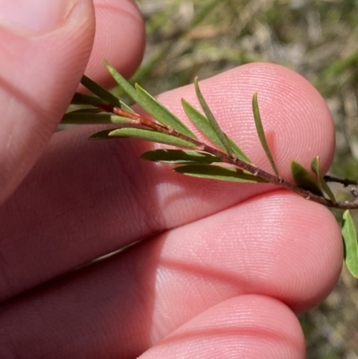 Pimelea linifolia subsp. linoides